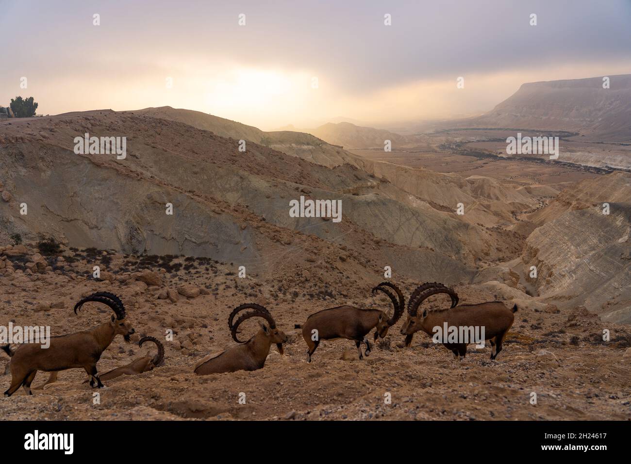 Una mandria di Nubian Ibex (Capra ibex nubiana AKA Capra nubiana) fotografata in Israele, nel deserto del Negev nel mese di settembre Foto Stock