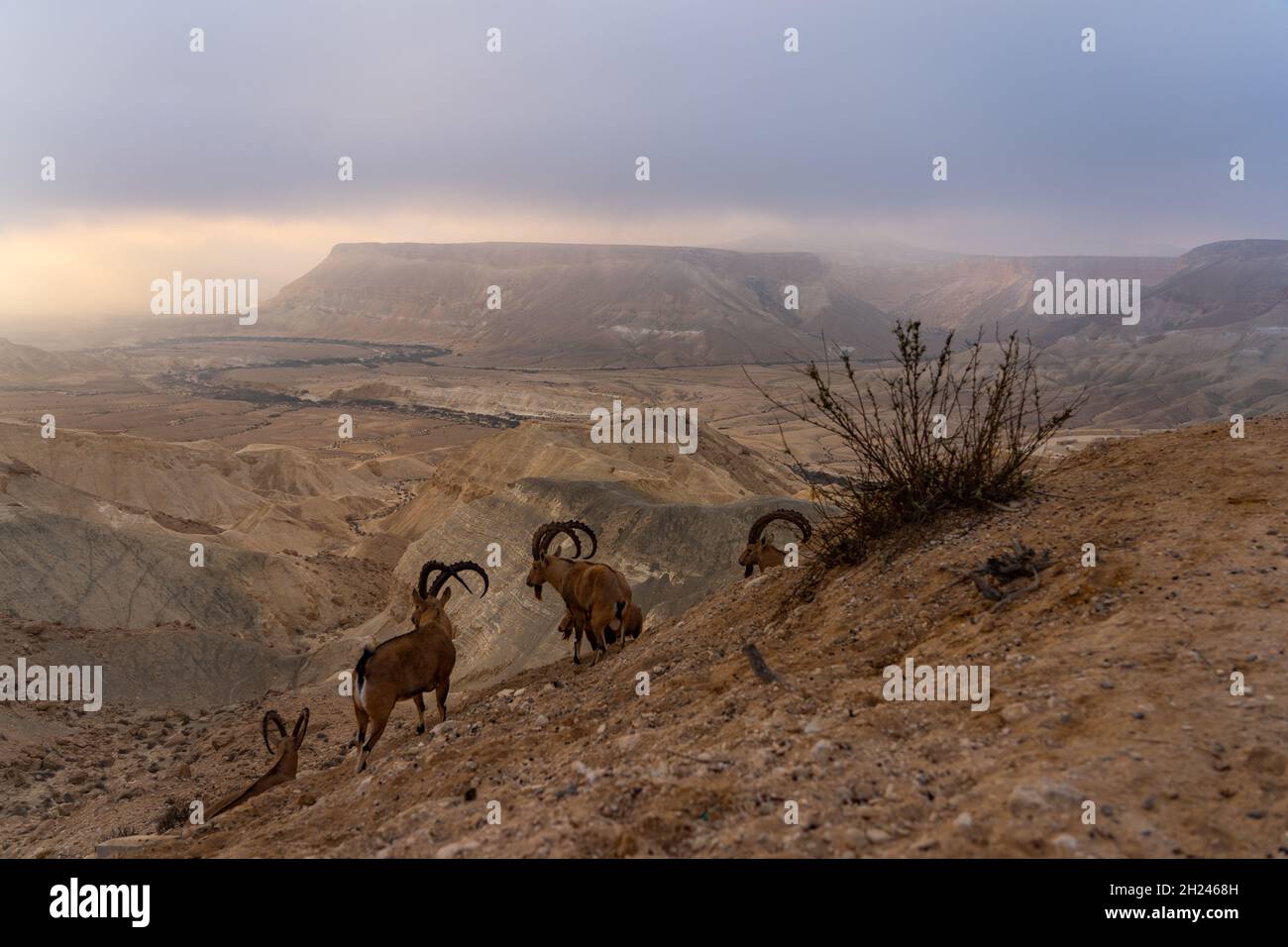Una mandria di Nubian Ibex (Capra ibex nubiana AKA Capra nubiana) fotografata in Israele, nel deserto del Negev nel mese di settembre Foto Stock