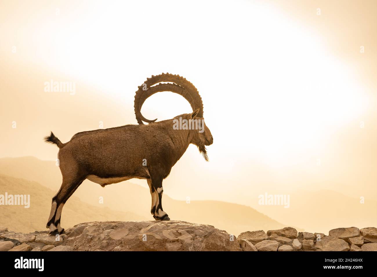 Grande, impressionante maschio Nubian Ibex (Capra ibex nubiana AKA Capra nubiana) fotografato in Israele, deserto del Negev nel mese di settembre Foto Stock