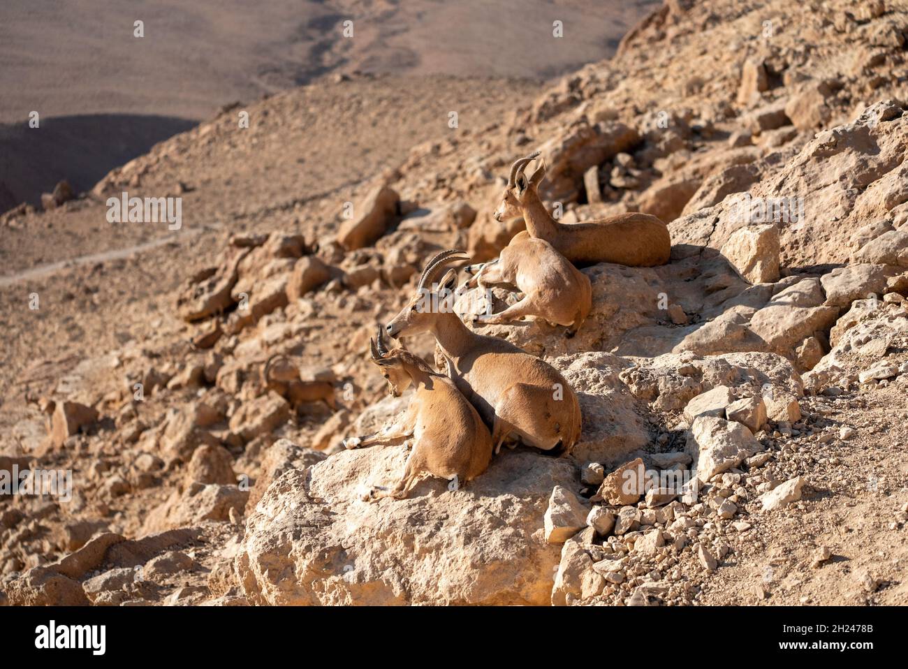 Femmina Nubian Ibex (Capra ibex nubiana AKA Capra nubiana) che si prende cura della sua giovane fotografata in Israele, nel deserto di Negev nel mese di ottobre Foto Stock
