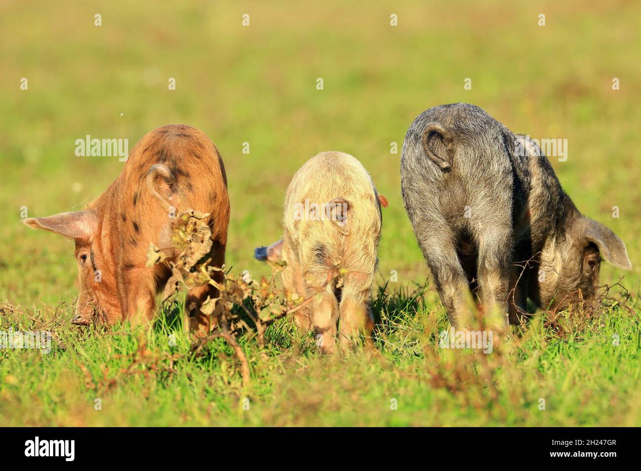 Animali divertenti carini in fattoria. Tre piccoli maialini. Foto Stock