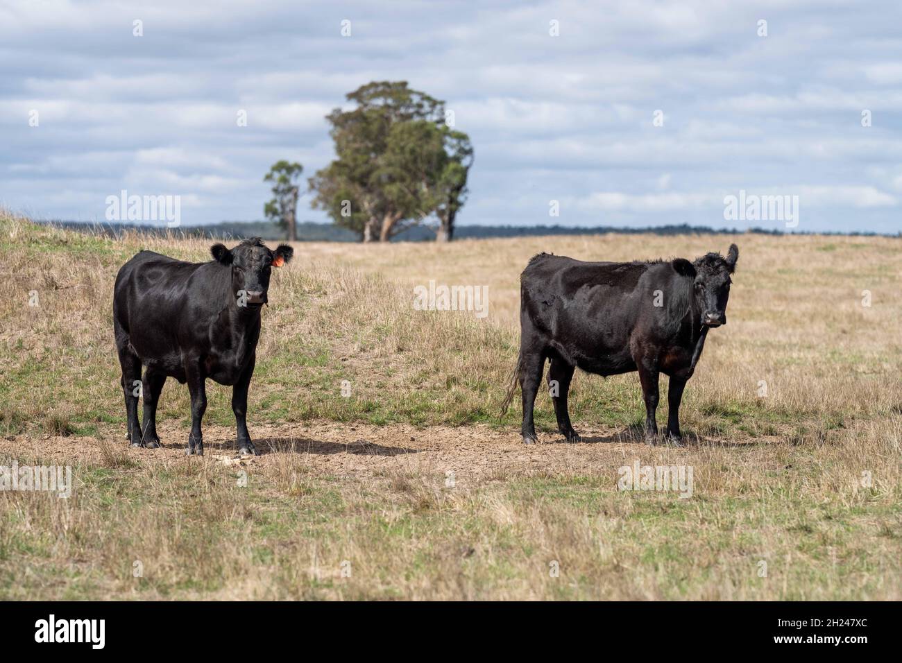 Stud Angus, wagyu, Murray grigio, mucche da latte e manzo e tori pascolo su erba e pascolo in un campo durante l'estate. Gli animali sono biologici e gratuiti Foto Stock