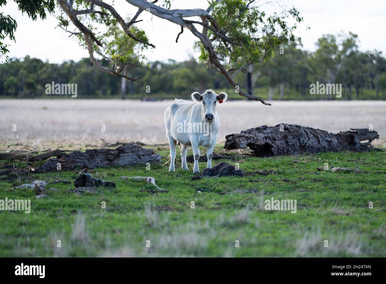 Stud Angus, wagyu, Murray grigio, mucche da latte e manzo e tori pascolo su erba e pascolo in un campo durante l'estate. Gli animali sono biologici e gratuiti Foto Stock