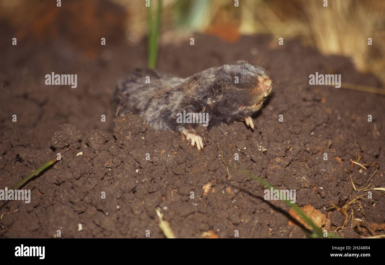 Il rattolo cieco del Medio Oriente (Spalax ehrenbergi) (noto anche come Nannospalax ehrenbergi) è una specie di roditore della famiglia S. Foto Stock