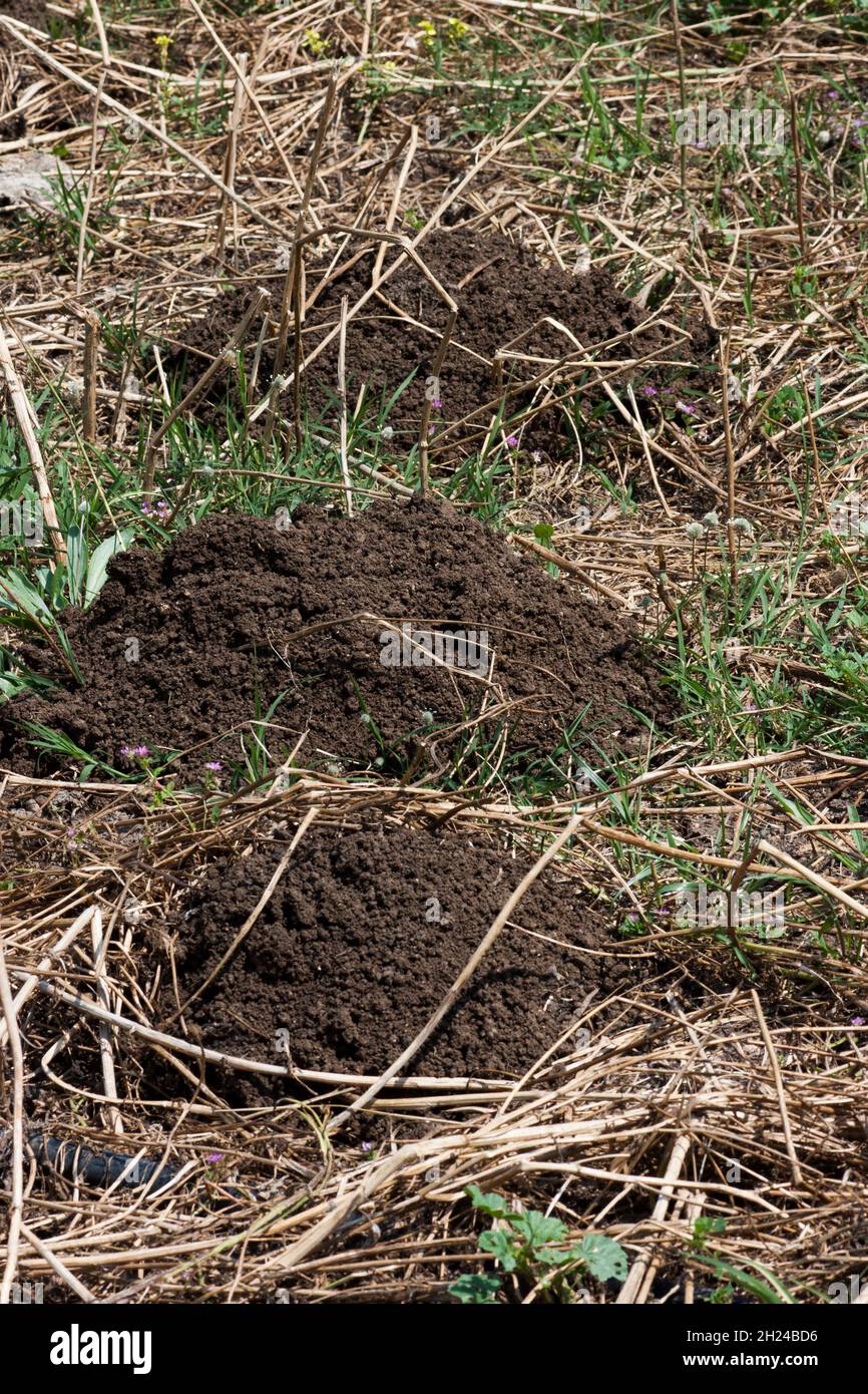 Tumuli in un campo scavato dal Medio Oriente tolo-ratto cieco o Palestine tolo-ratto (Spalax ehrenbergi) (noto anche come Nannospalax ehrenbergi) è una specie Foto Stock