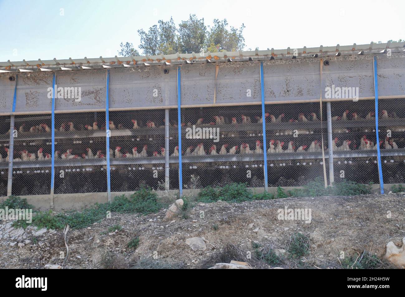 Allevamento di uova. Galline nelle batterie. Fotografato in Israele. La pratica di allevamento di pollame a batteria comporta l'allevamento intensivo di polli in un recintato s Foto Stock