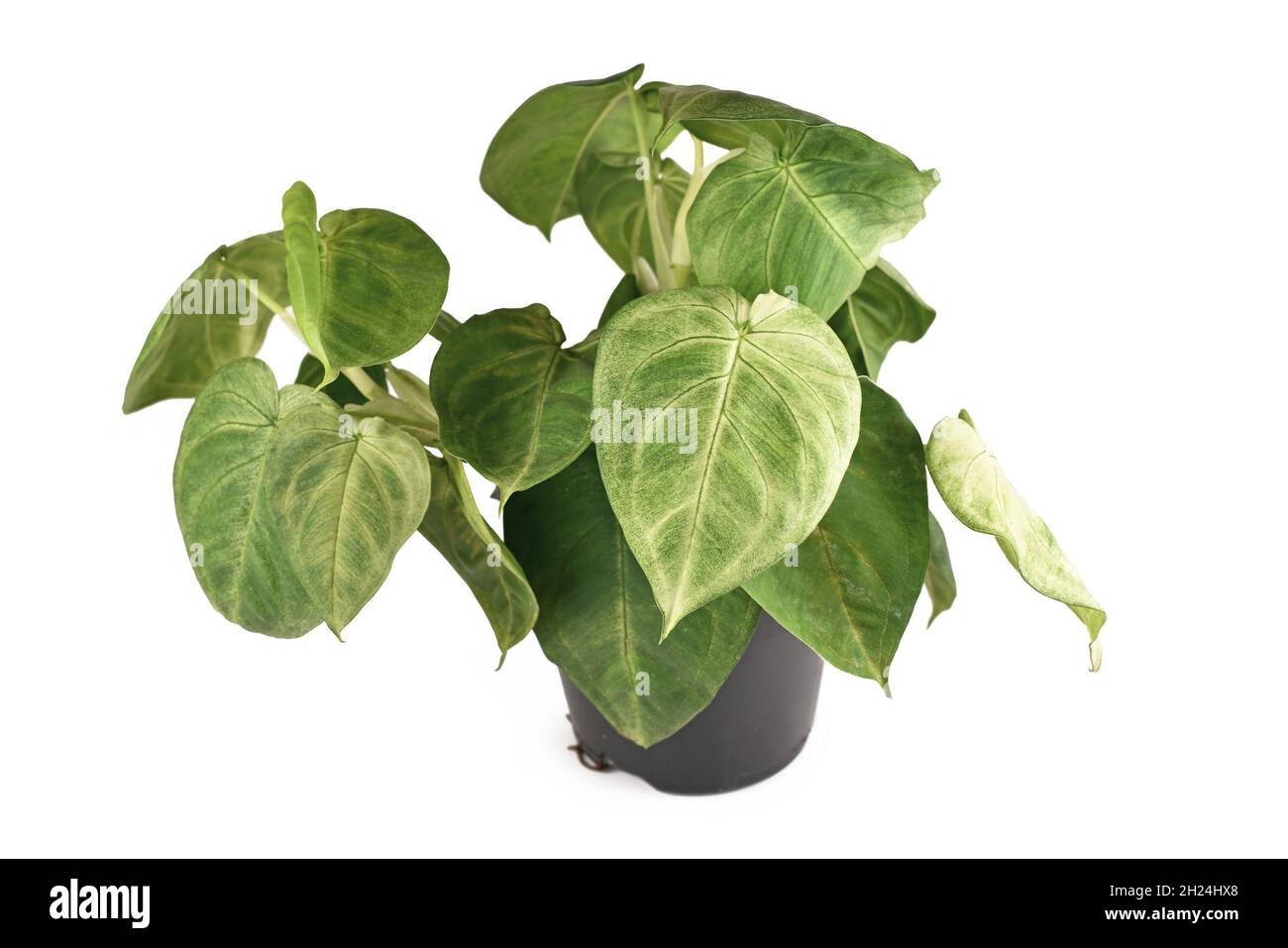 Casa in vaso 'Syngonium Macrophyllum Frosted Heart' isolata su sfondo bianco Foto Stock