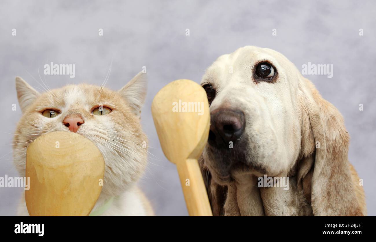 Basset cane e cucciolo leccando un cucchiaio di legno Foto Stock