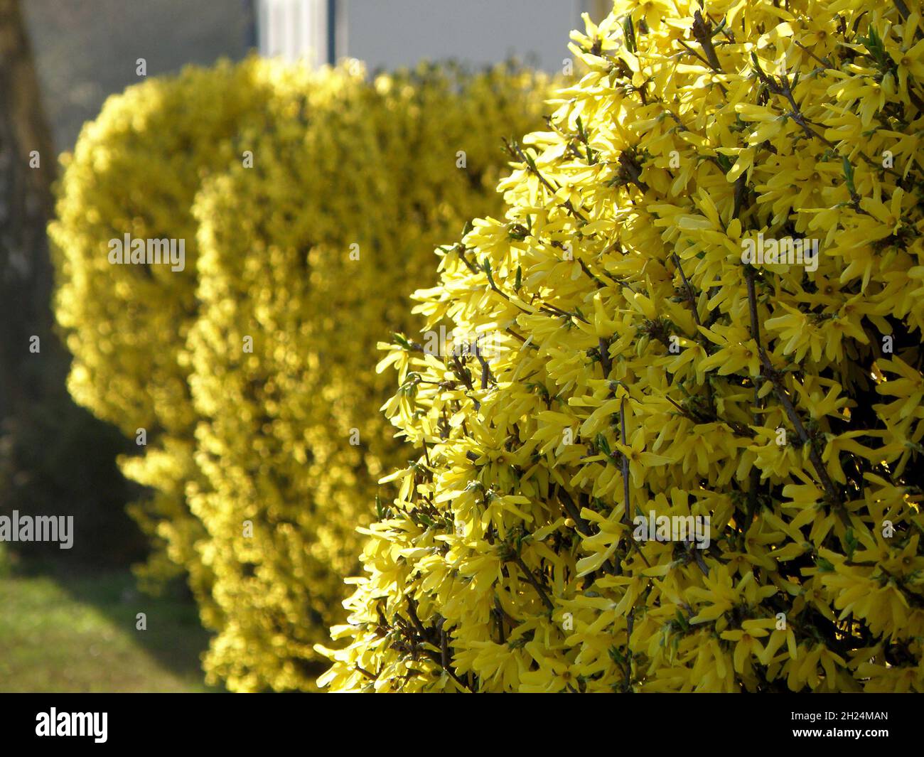 Ein blühender Forsythien-Strauch im Frühjahr im Salzkammergut, Österreich, Europa - una fiorente macchia forsita in primavera nel Salzkammergut, Austria, Foto Stock