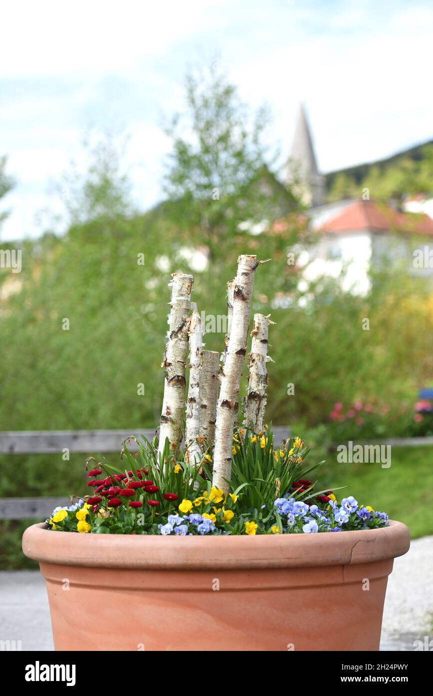 Blütenpracht und Frühlingsblumen in Altmünster - fiori e fiori di primavera A Altmünster Foto Stock