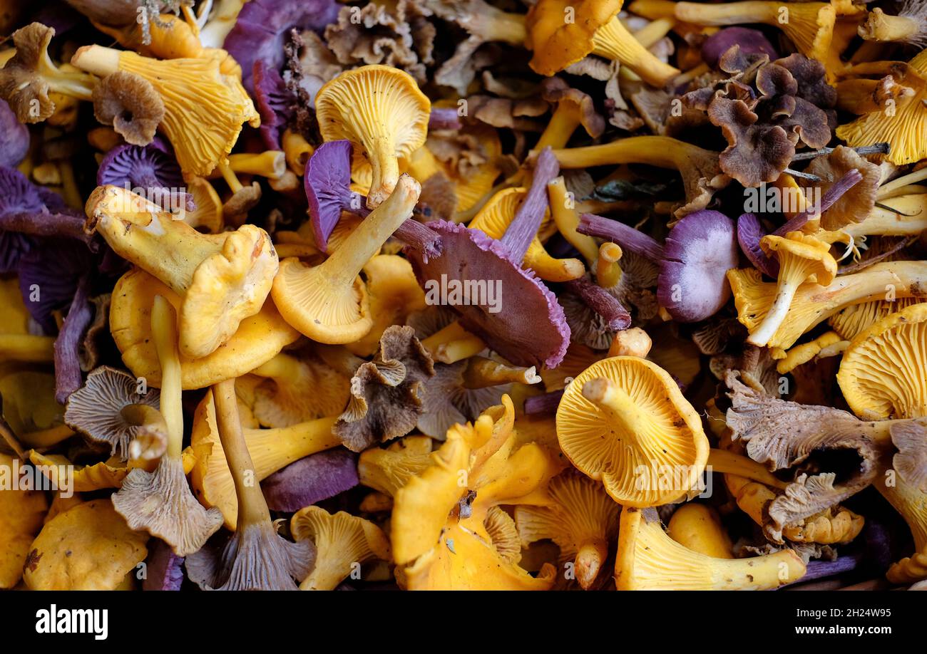funghi girolle in cestino di vimini, norfolk, inghilterra Foto Stock