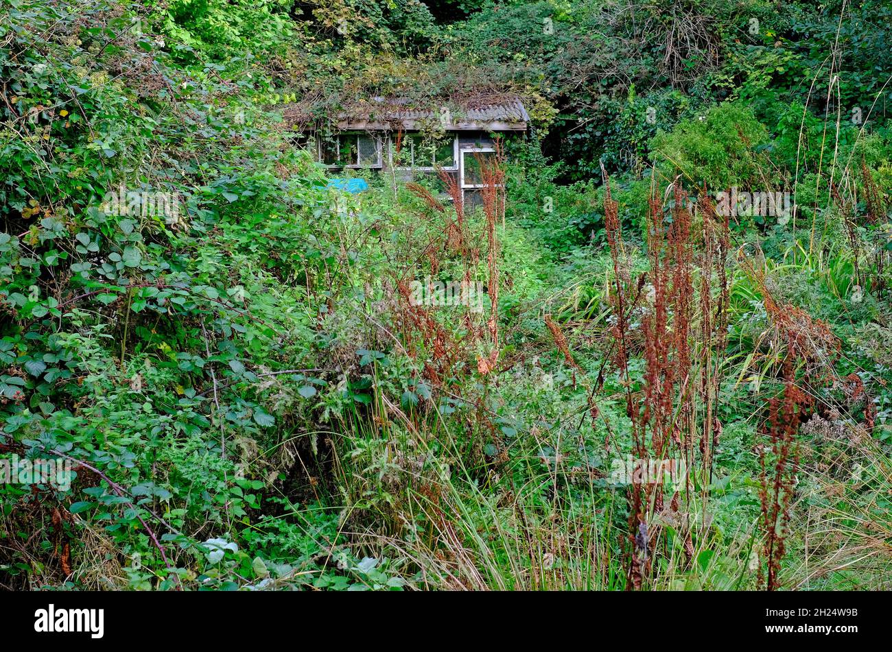 terreno con giardino di allotment inglese in crescita, norfolk, inghilterra Foto Stock