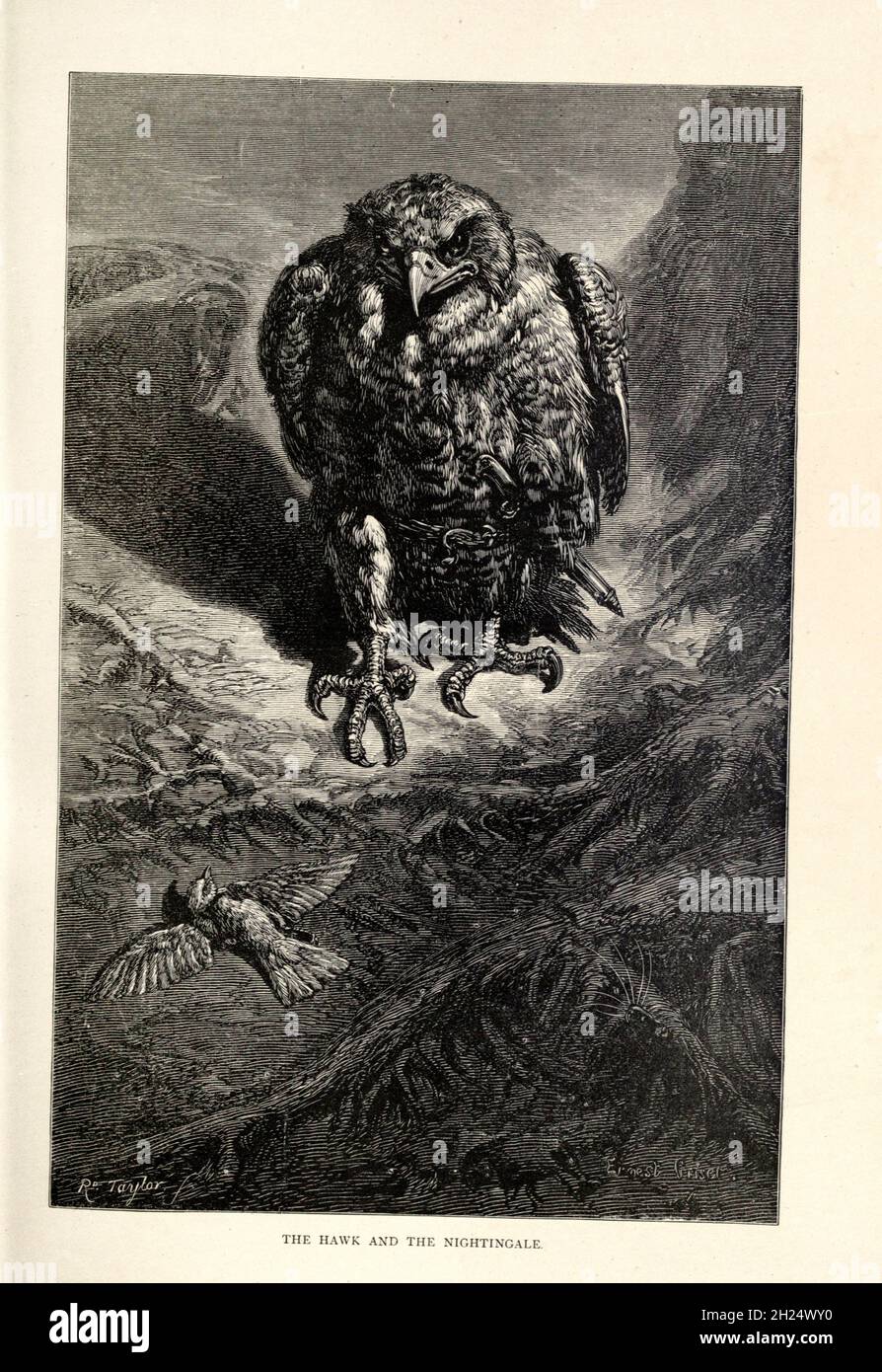 The Hawk and the Nightingale from Aesop's Fables Illustrated by Joseph Benjamin Rundell, e pubblicato a Londra e New York da Cassell Petter and Galpin nel 1869 Foto Stock