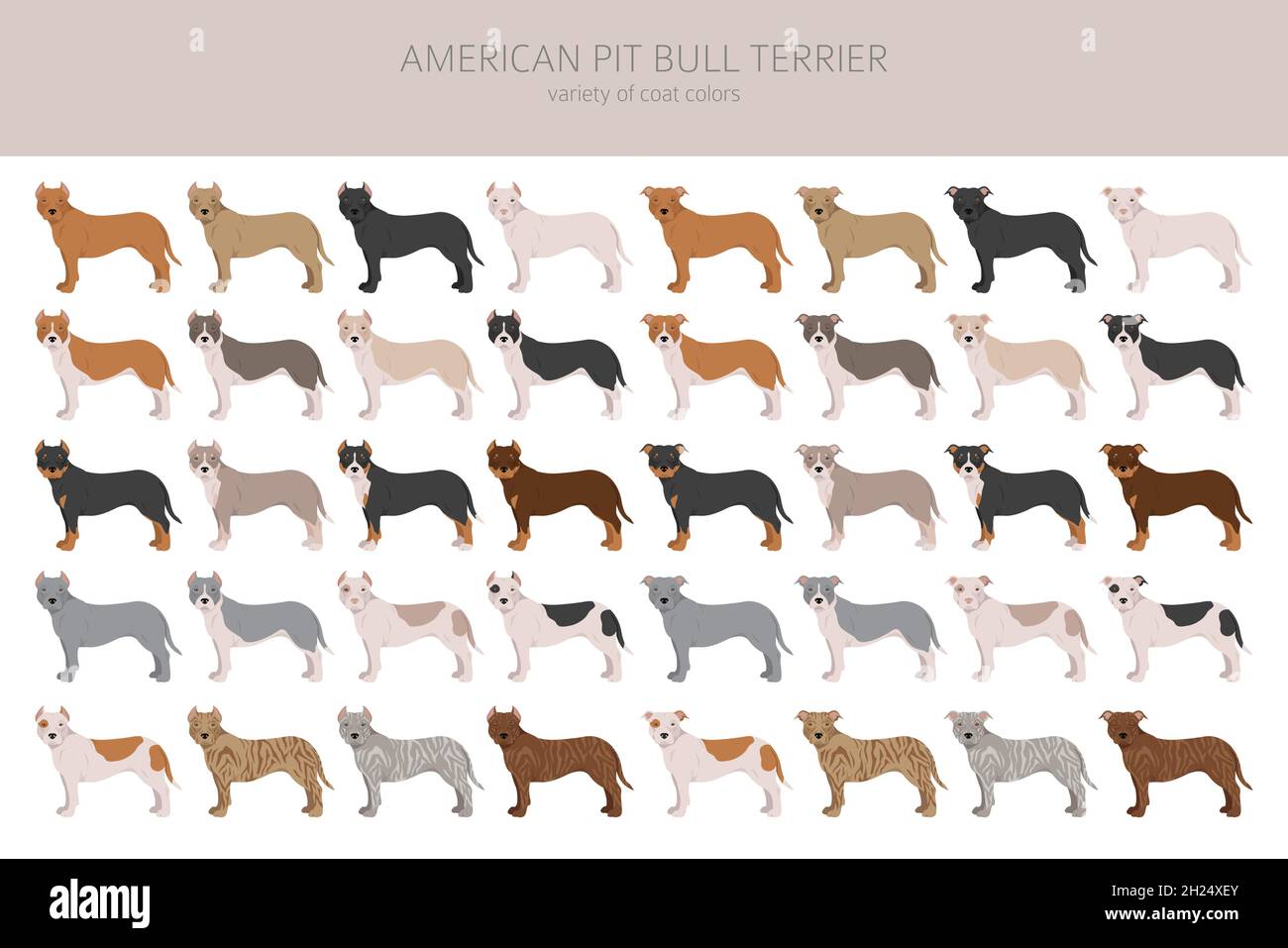 American pit bull terrier cani clipart. Varietà di colori, infografica. Illustrazione vettoriale Illustrazione Vettoriale