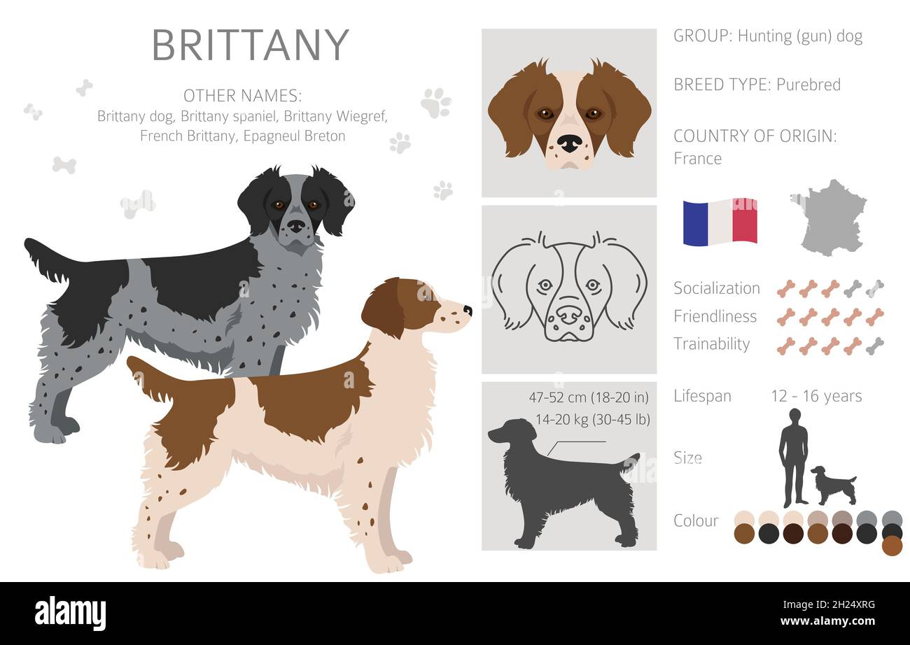 Bretagna spaneil colore varietà clipart. Diverse pose impostate. Raccolta infografica del cane. Illustrazione vettoriale Illustrazione Vettoriale