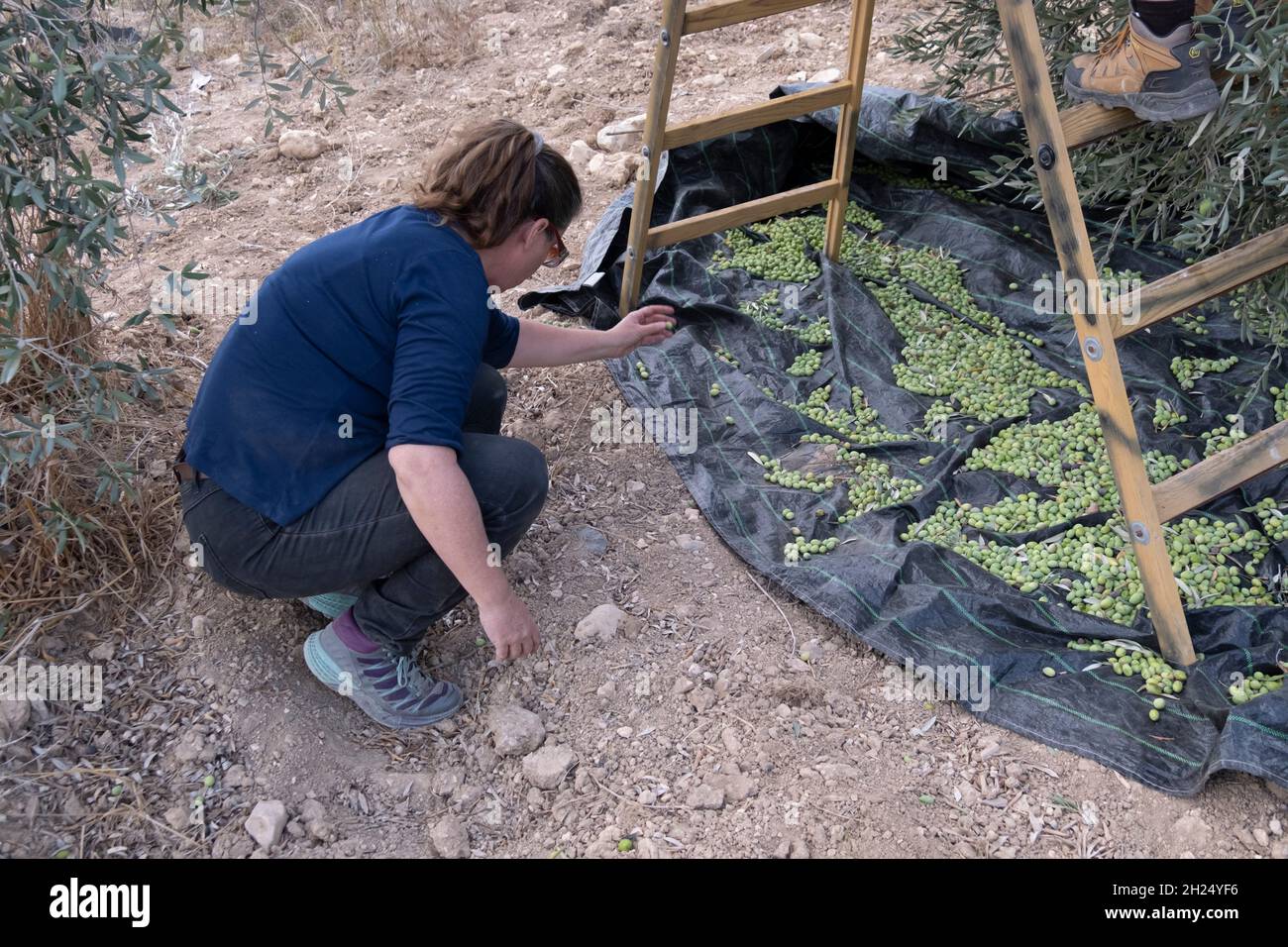 Il Rabbino di riforma Michal Ken-Tor del Consiglio Regionale Megiddo e un volontario dell'organizzazione Rabbis per i diritti umani aiutano gli agricoltori palestinesi a raccogliere olive dal loro oliveto nel villaggio palestinese di Burin vicino a Nablus il 19 ottobre 2021 in Cisgiordania, Israele. Ogni giorno, i Rabbini per i diritti umani organizzano volontari per aiutare gli agricoltori palestinesi a raccogliere i loro olivi, a seguito di conflitti settimanali tra coloni ebrei e agricoltori palestinesi durante la stagione del raccolto. L'industria dell'olio d'oliva è importante per le comunità palestinesi, con i suoi profitti a sostegno dei mezzi di sussistenza Foto Stock