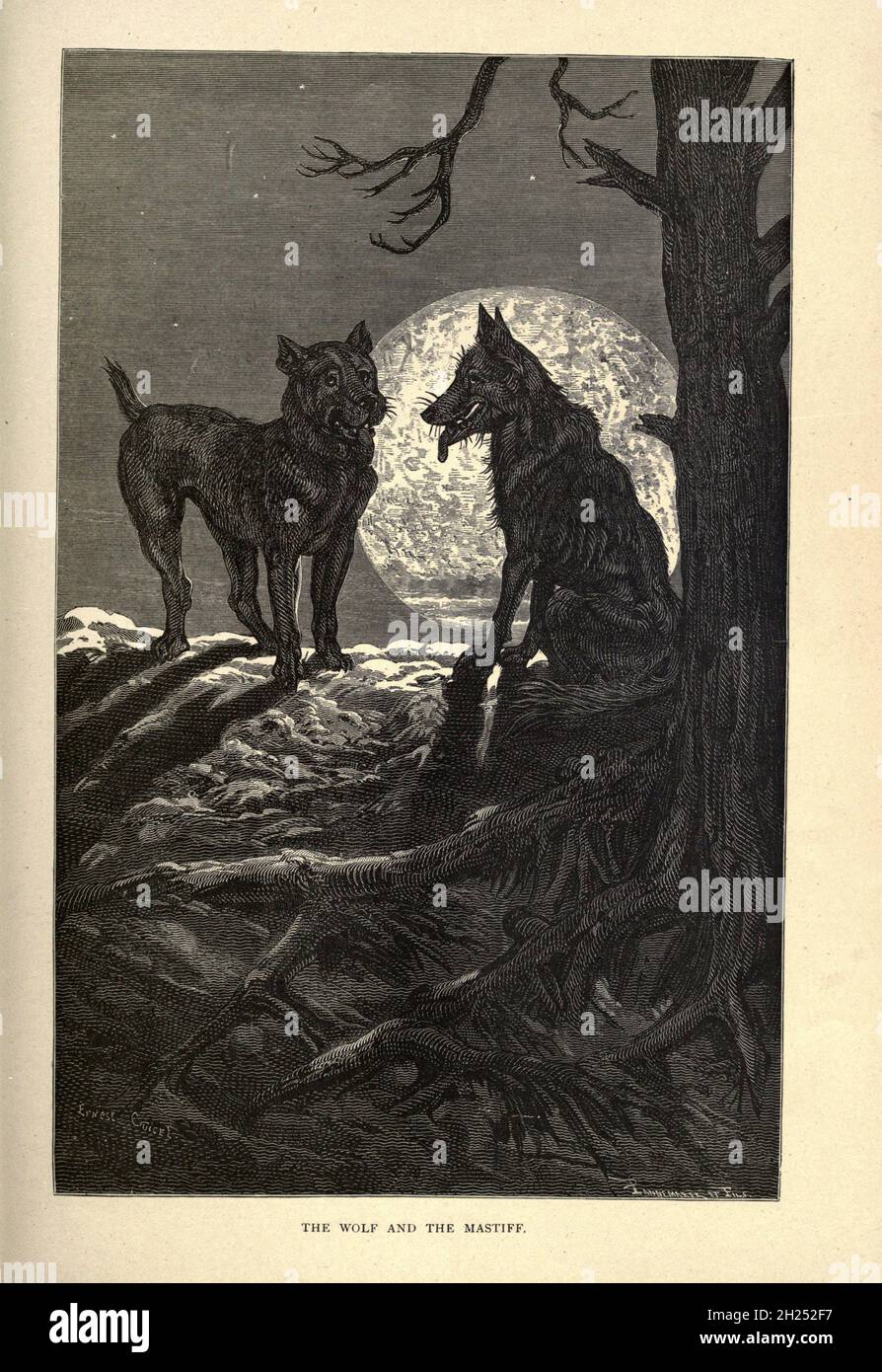 Il lupo e il Mastiff dalle favole di Aesop illustrate da Joseph Benjamin Rundell, e pubblicate a Londra e New York da Cassell Petter e Galpin nel 1869 Foto Stock