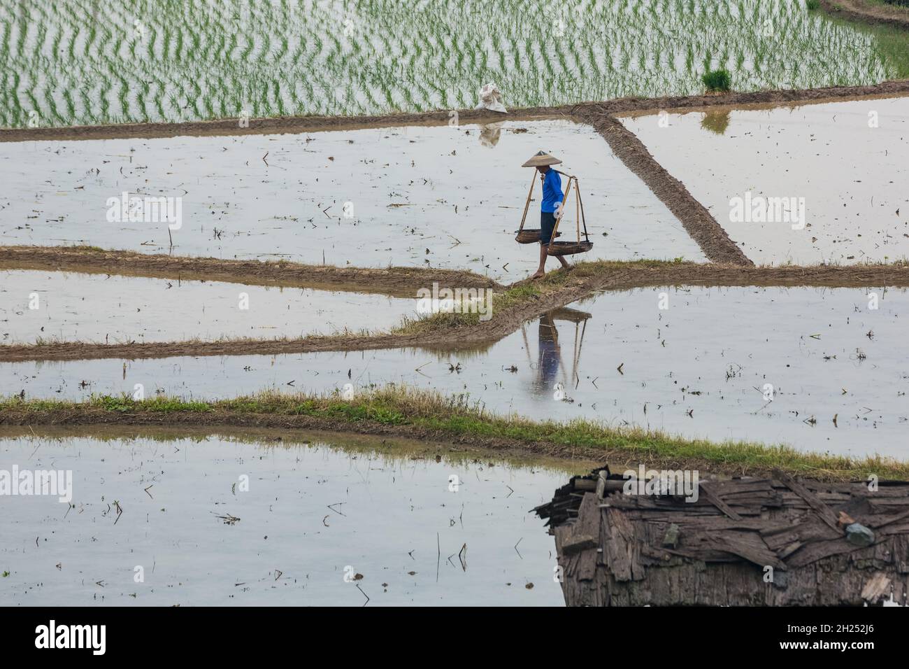 Un agricoltore cinese attraversa un levee in risaie allagate nella provincia di Hunan, in Cina. Foto Stock