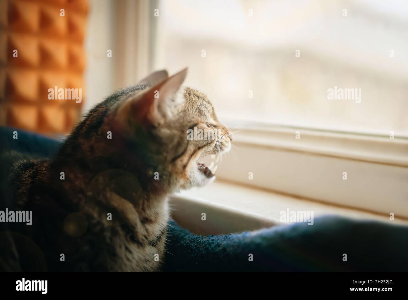 Il gatto domestico è seduto nel divano degli animali domestici vicino a davanzale e yawns. Luce solare nella finestra. Primo piano ritratto animale. Foto Stock