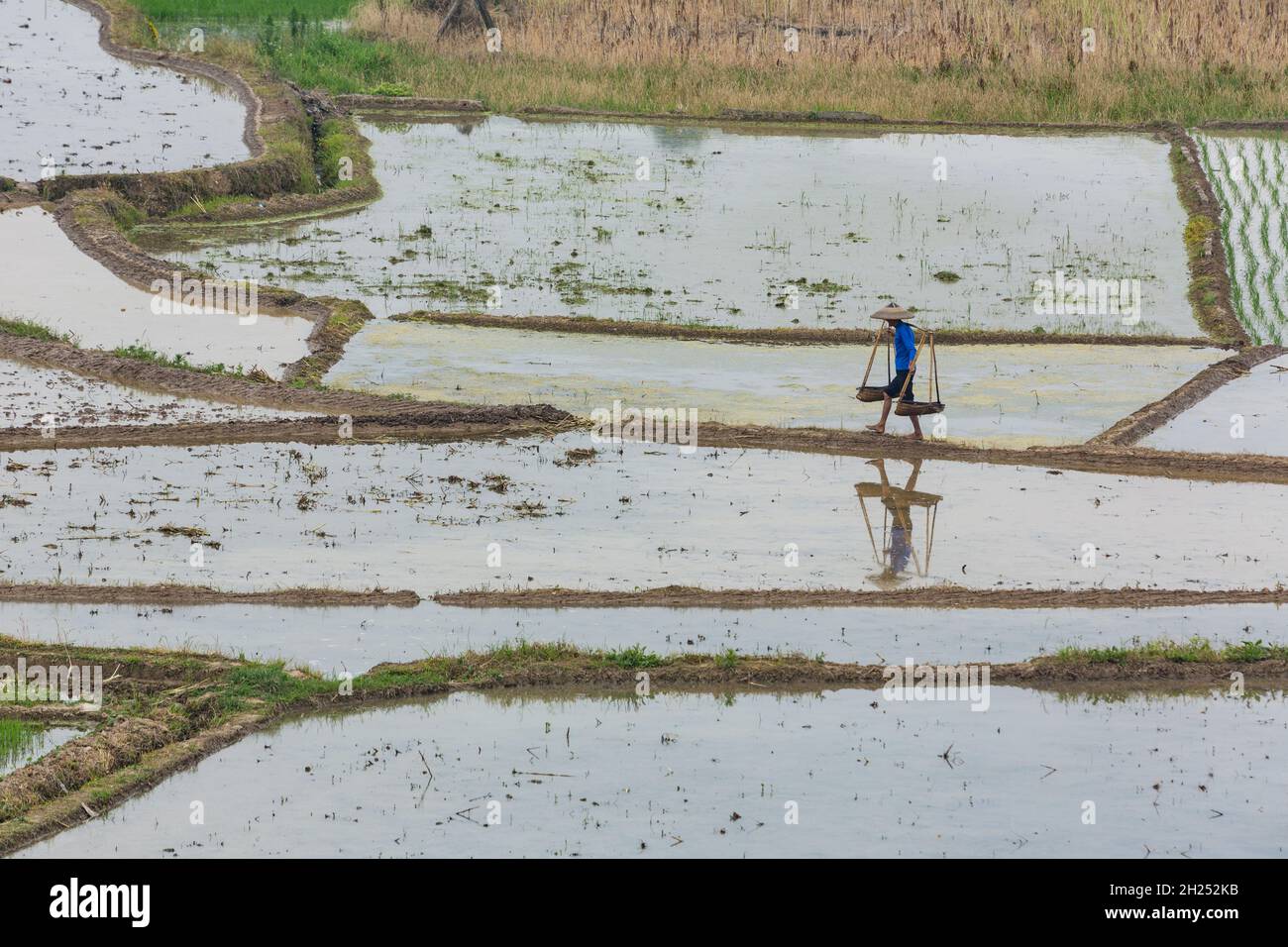 Un agricoltore cinese attraversa un levee in risaie allagate nella provincia di Hunan, in Cina. Foto Stock