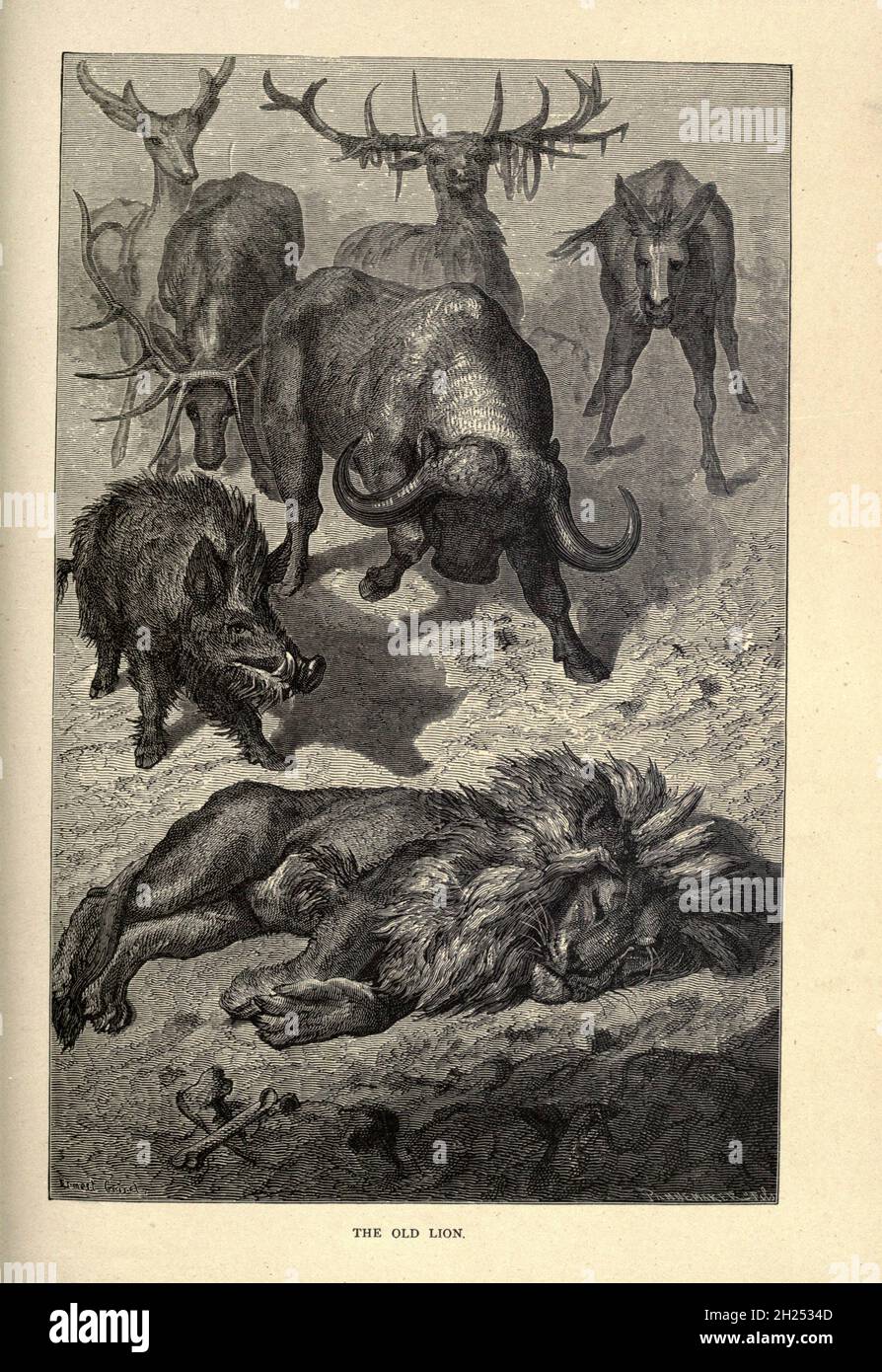 Il Vecchio Leone dalle favole di Aesop illustrate da Joseph Benjamin Rundell, e pubblicato a Londra e New York da Cassell Petter e Galpin nel 1869 Foto Stock