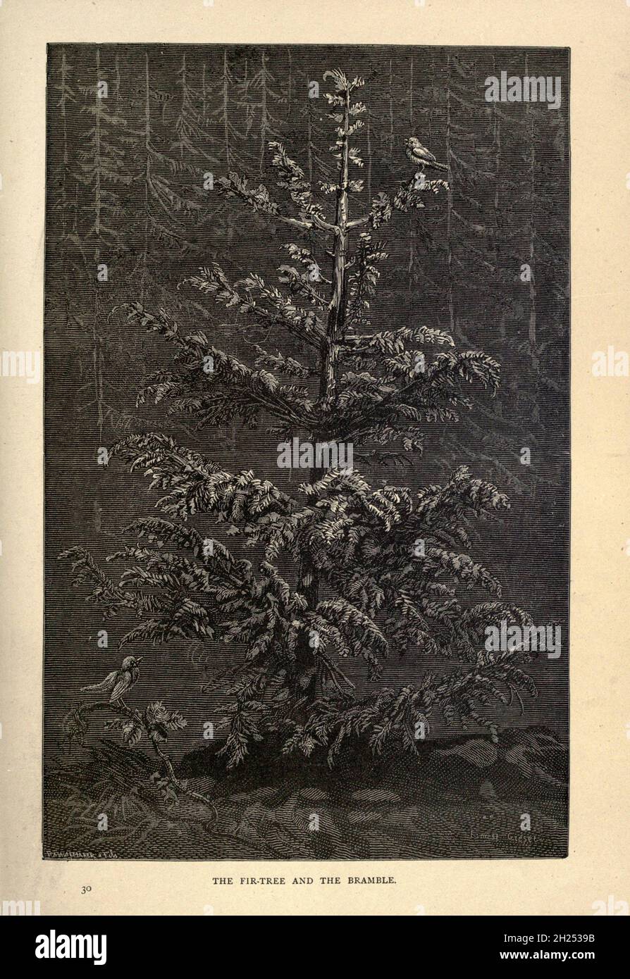 Il Fir-Tree e il Bramble dalle favole di Aesop illustrate da Joseph Benjamin Rundell, e pubblicato a Londra e New York da Cassell Petter e Galpin nel 1869 Foto Stock