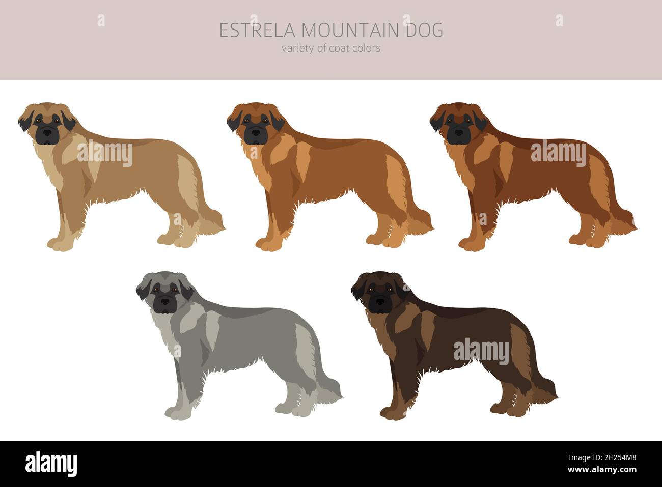 Estrela montagna cane clipart. Pose diverse, colori del cappotto impostati. Illustrazione vettoriale Illustrazione Vettoriale