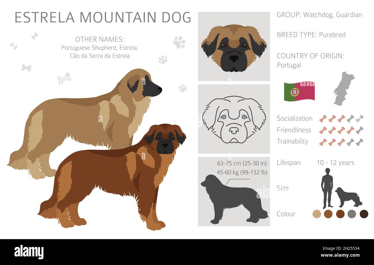 Estrela montagna cane clipart. Pose diverse, colori del cappotto impostati. Illustrazione vettoriale Illustrazione Vettoriale