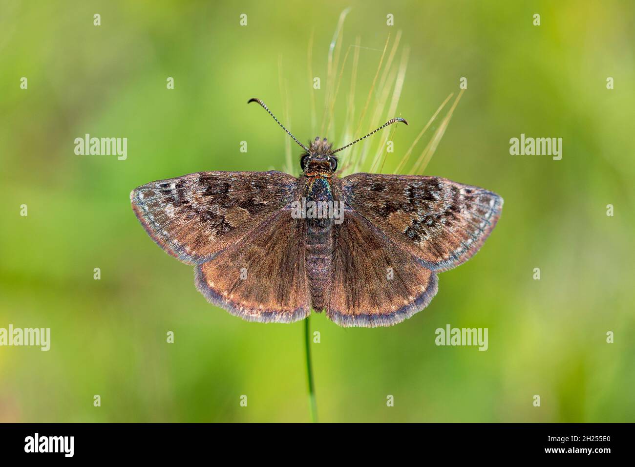 Giorno farfalla appollaiato sul fiore, Erynnis Cottage. Foto Stock