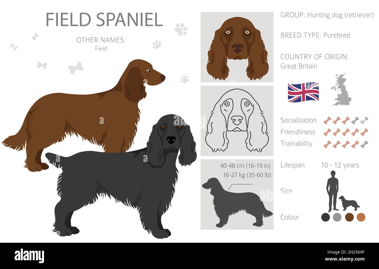 Cricca di campi di spaniel. Pose diverse, colori del cappotto impostati. Illustrazione vettoriale Illustrazione Vettoriale