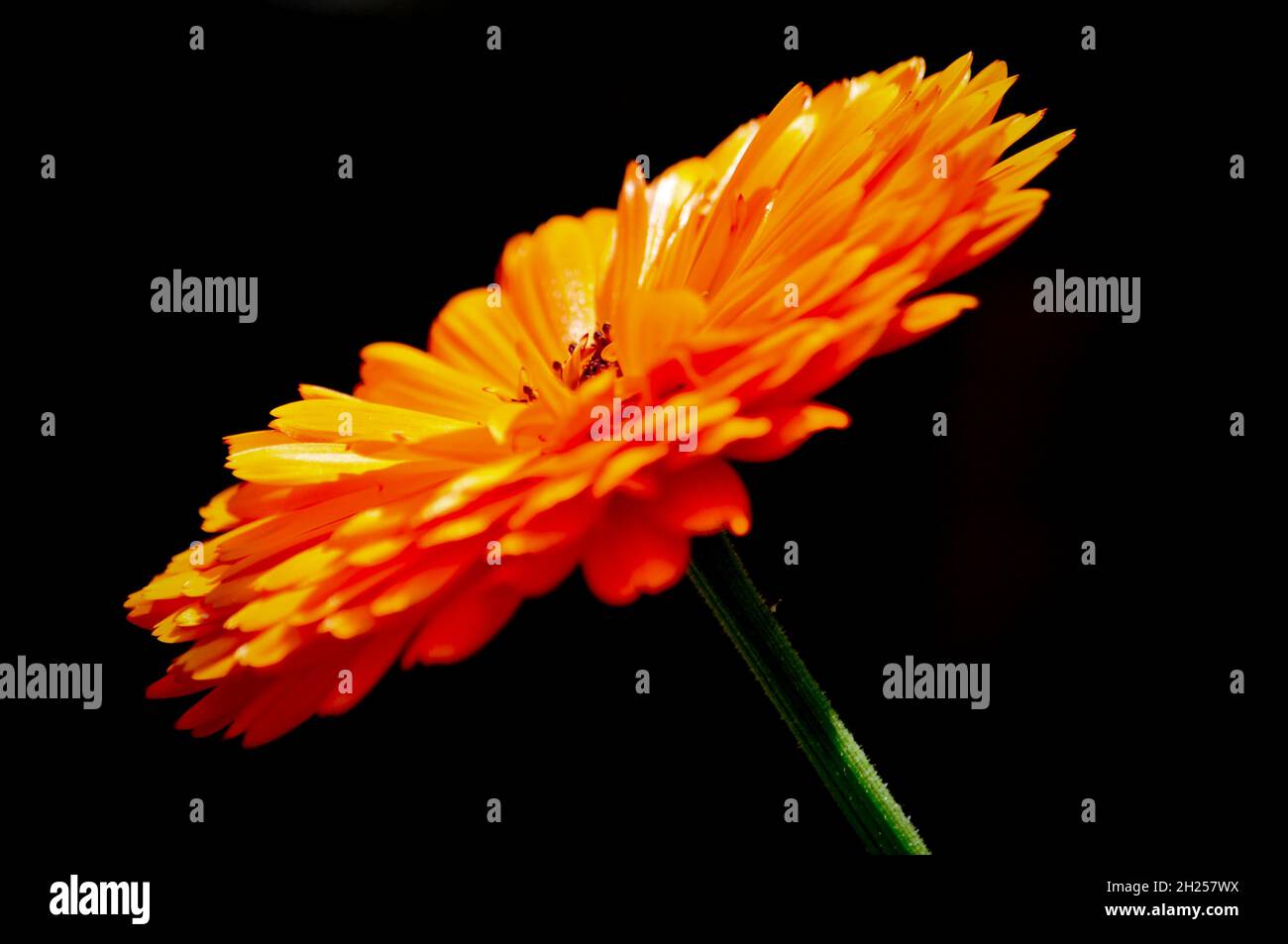 Fiore di calendula (Calendula officinalis 'Principe Indiano') preso in situ su sfondo nero. Foto Stock