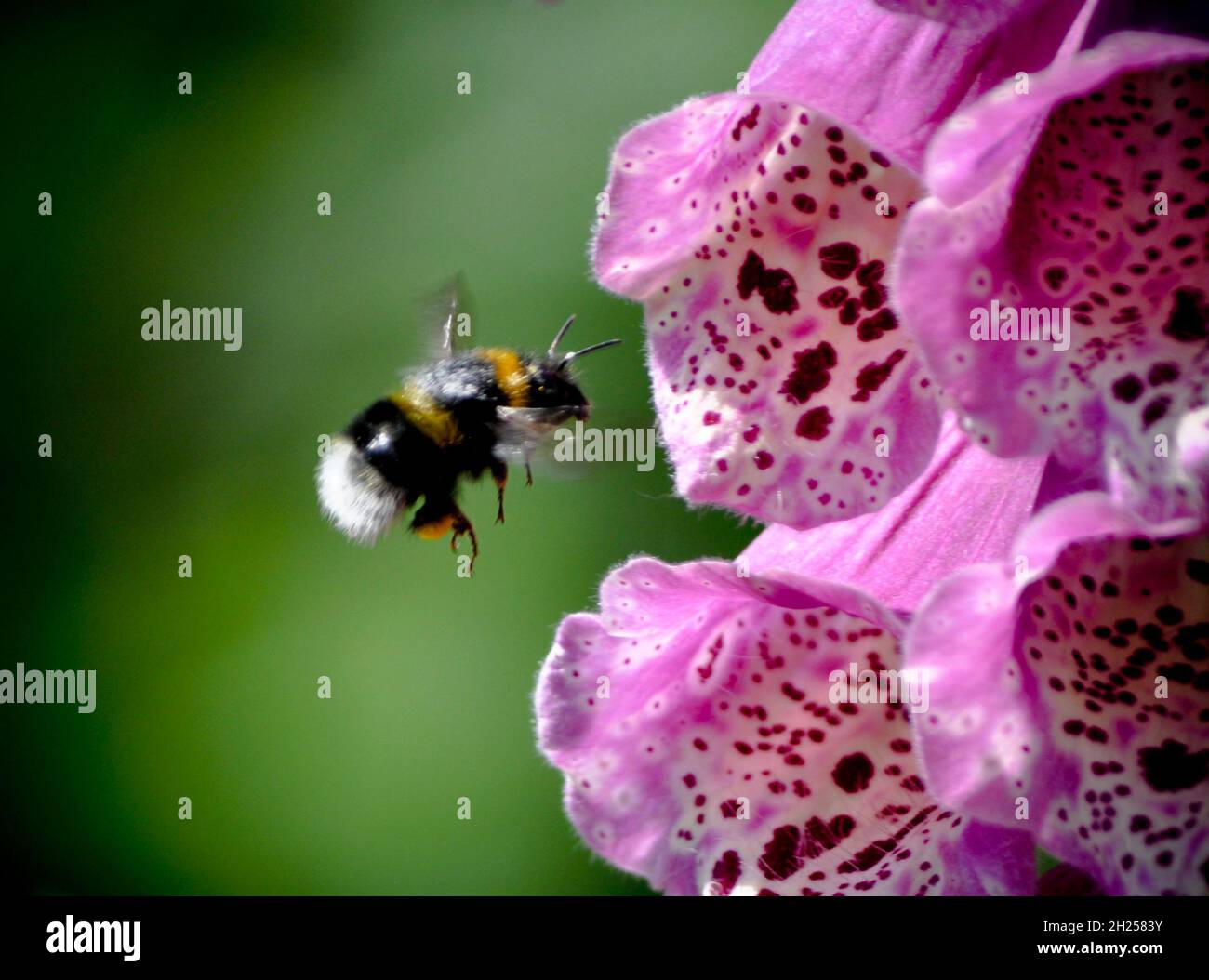 Si avvicina Bumblebee (bombus terrestris) a rosa puntinato, fiore di foxglove (Digitalis purpurea), East Yorkshire, Inghilterra Foto Stock