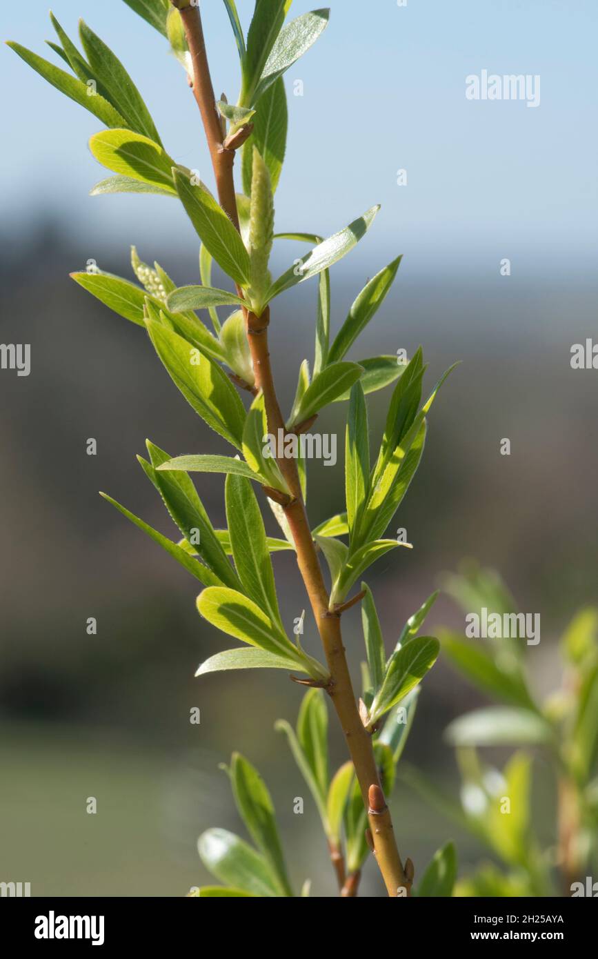 Golden Willow (Salix alba 'Vitellina') sparare con giovani foglie in primavera, fiori / catkins che iniziano a formare, Berkshire, aprile Foto Stock