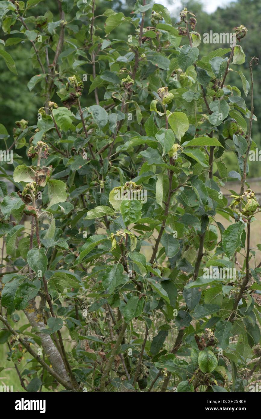 Caratteristico danno laterale al rotolamento e necrosi causati da afide rosato di mele (Dyscaphis plantaginea) a Discovery Apple Leaves, Berkshire, giugno Foto Stock