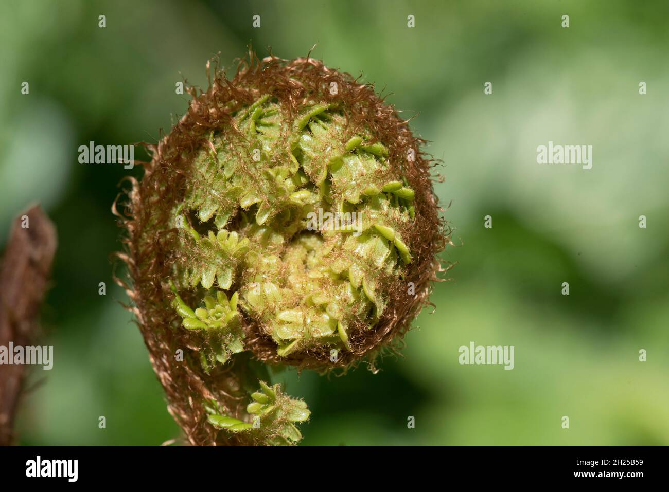Felce maschio (Dryopteris filix-mas) rachis e pinnae spiralmente avvolte - circinare la vernazione prima di districarsi per formare una foglia bipinnata in primavera, maggio Foto Stock