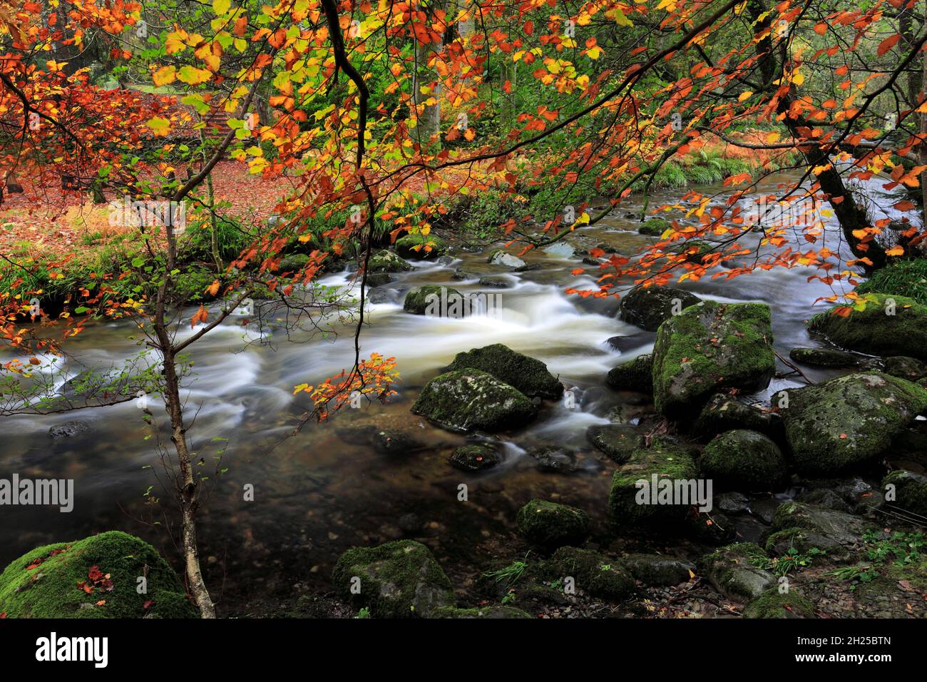 Autunno, Aira Beck vicino Ullswater, Lake District National Park, Cumbria, Inghilterra Foto Stock