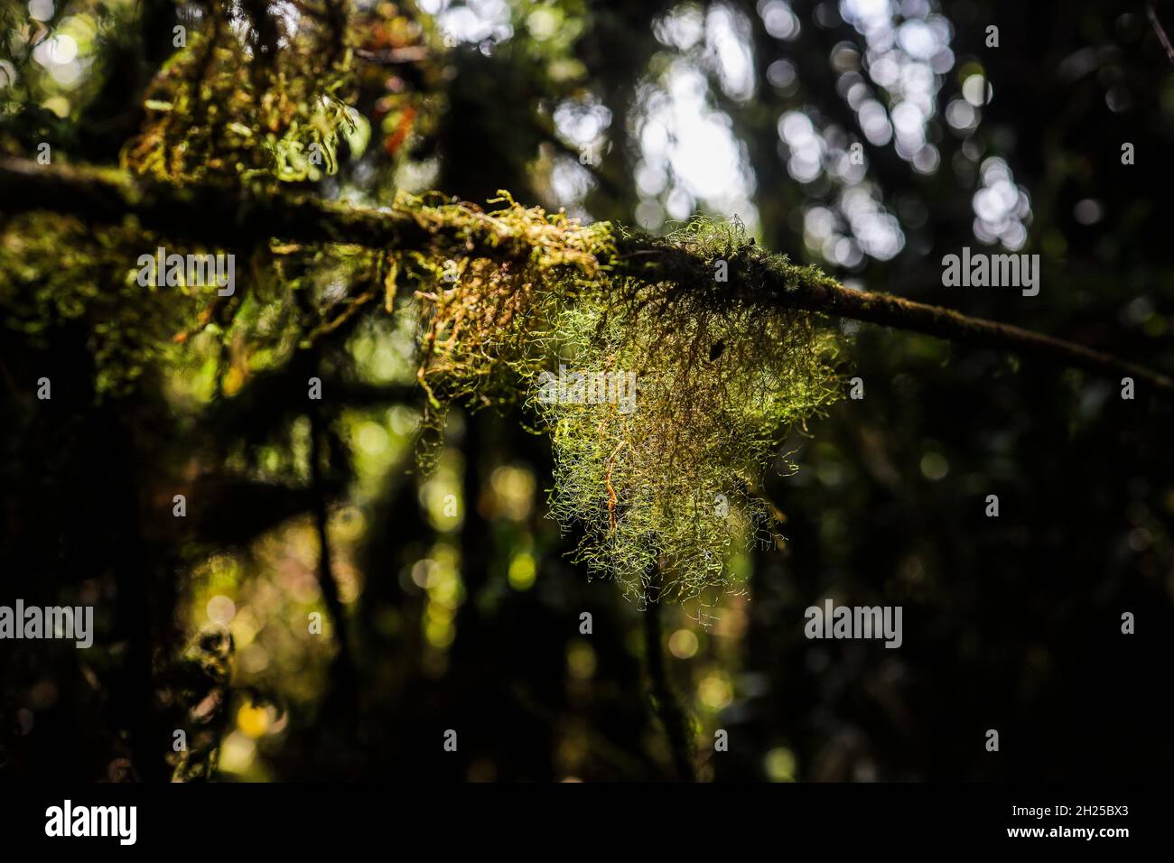 Licheni di barba e muschio che crescono in una foresta pluviale di muschio Foto Stock