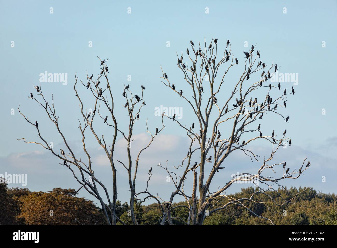 Più di cento cormorani su un albero morto a Nysted Nor - e un gabbiano Foto Stock