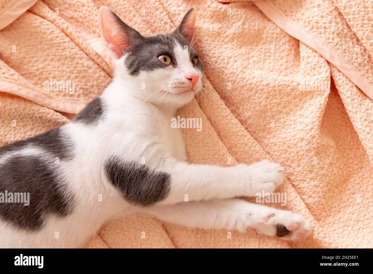Primo piano foto di un gatto tabby domestico. Foto Stock