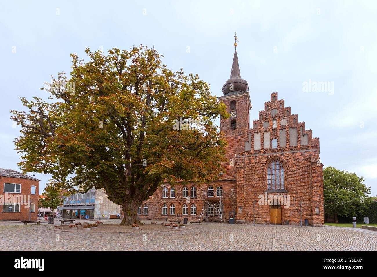 Chiesa di Klosterkirken a Nykøbing Falster, Danimarca, con un enorme vecchio albero di castagno in primo piano Foto Stock