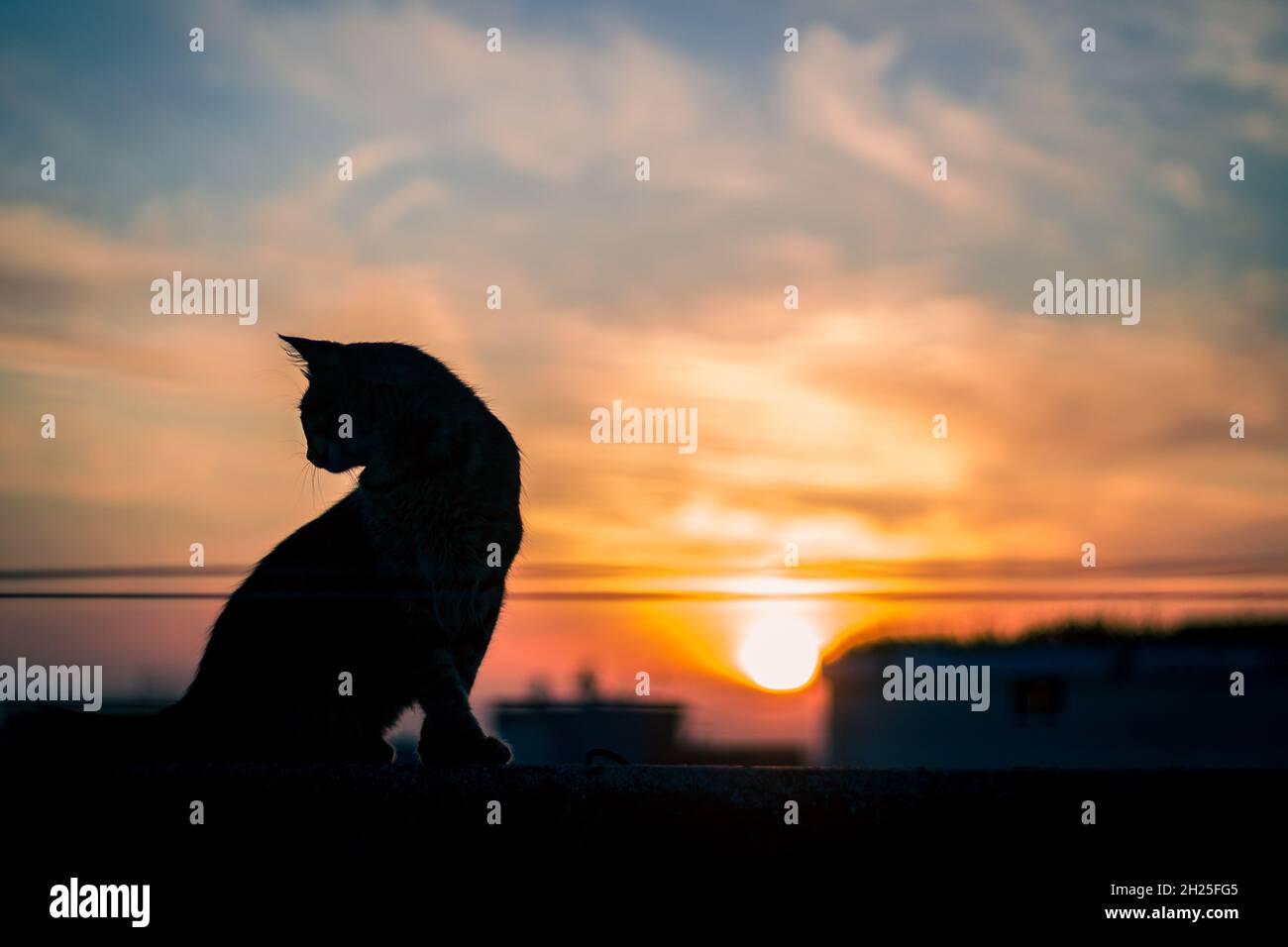 L'ombra di un gatto domestico con uno splendido tramonto sullo sfondo. Foto Stock