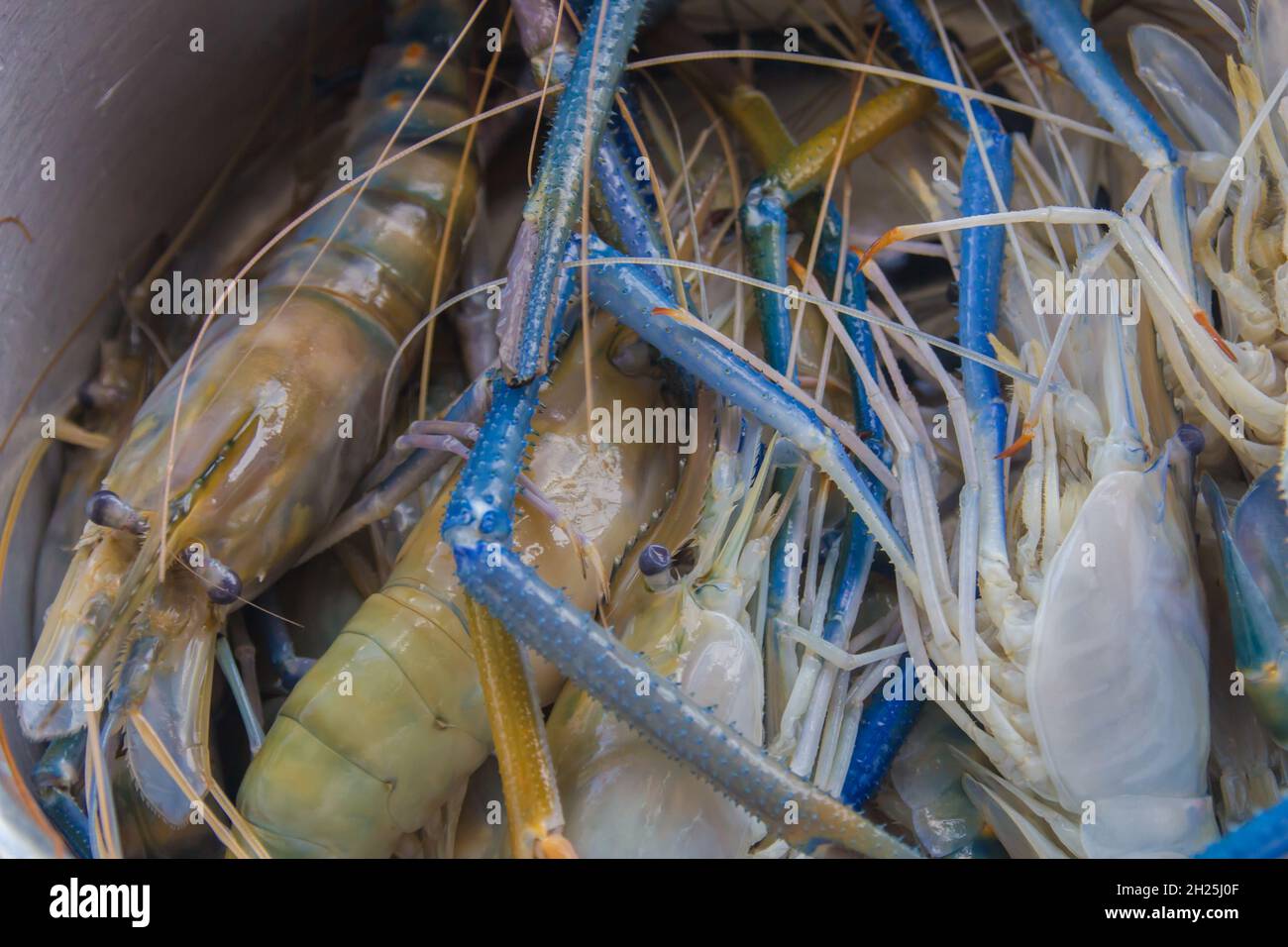 gamberi freschi della fattoria per cucinare. Foto Stock