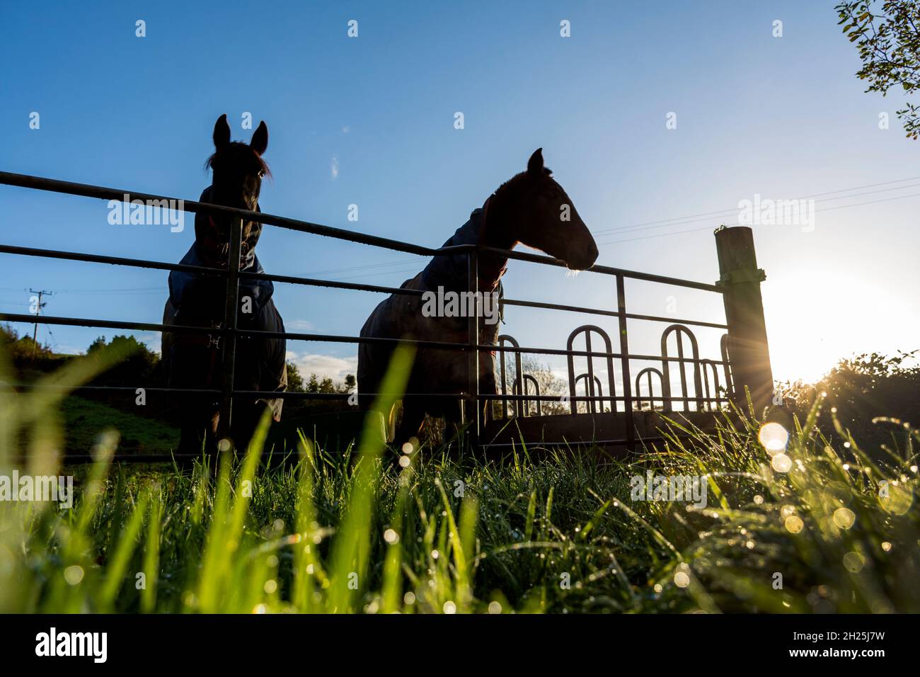 Cavalli di prima mattina in un cancello in silhouette. Foto Stock