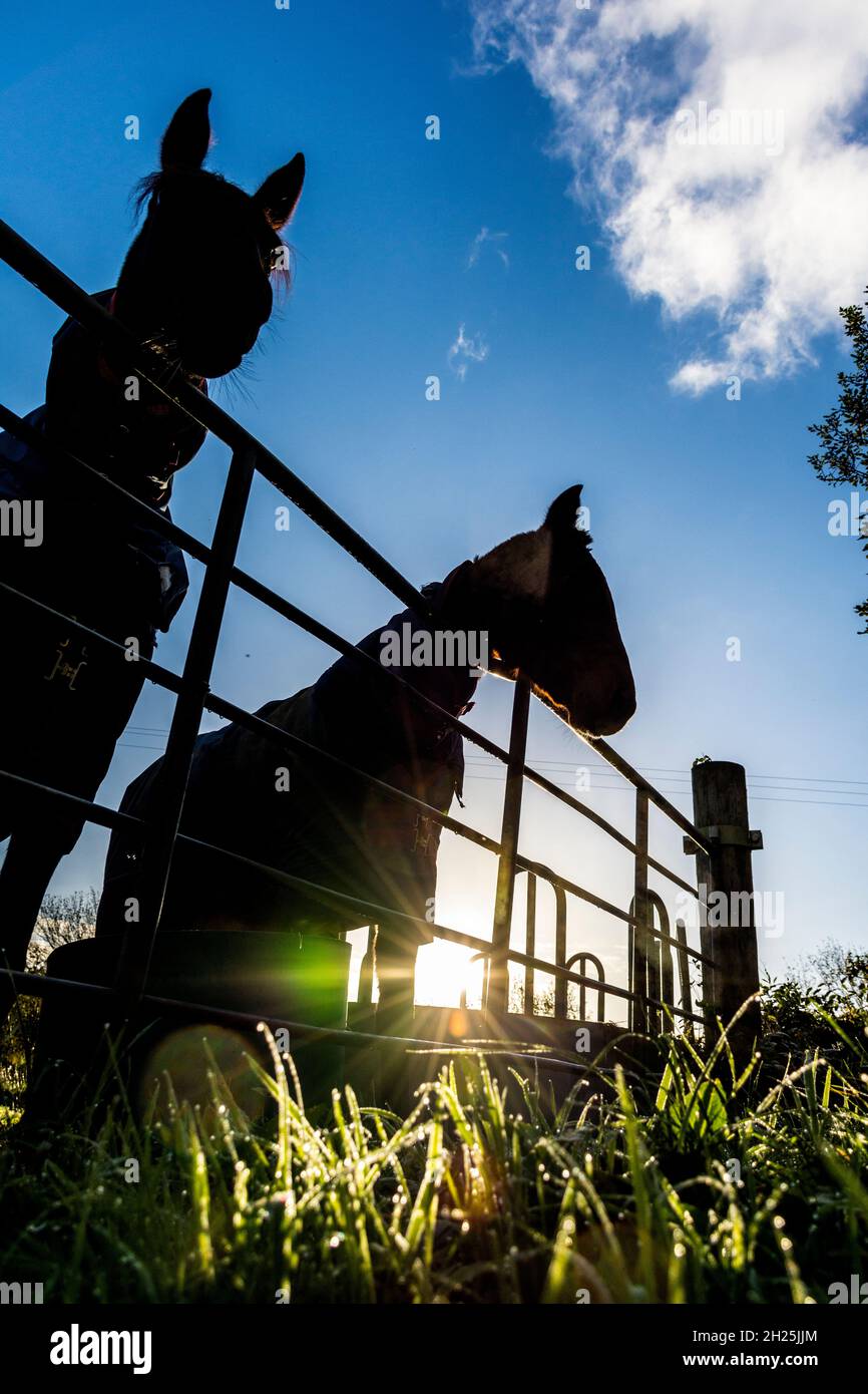 Cavalli di prima mattina in un cancello in silhouette. Foto Stock