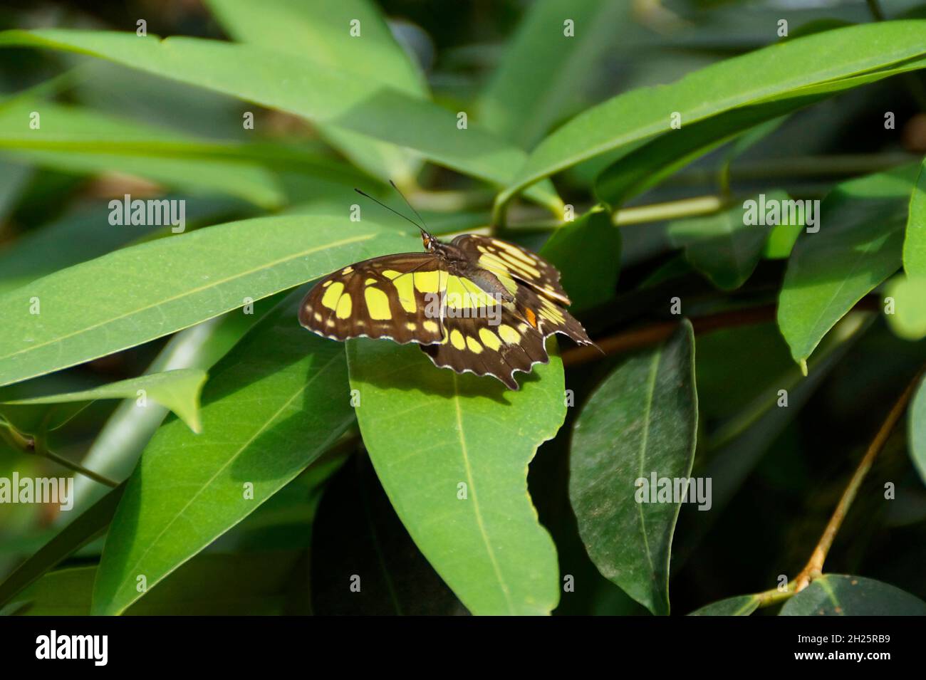 La siproeta stelenes (malachite) è una farfalla neotropica dalle zampe spazzolate (famiglia Nymphalidae) giallo-verde sul lato superiore e verde chiaro sul lato inferiore Foto Stock