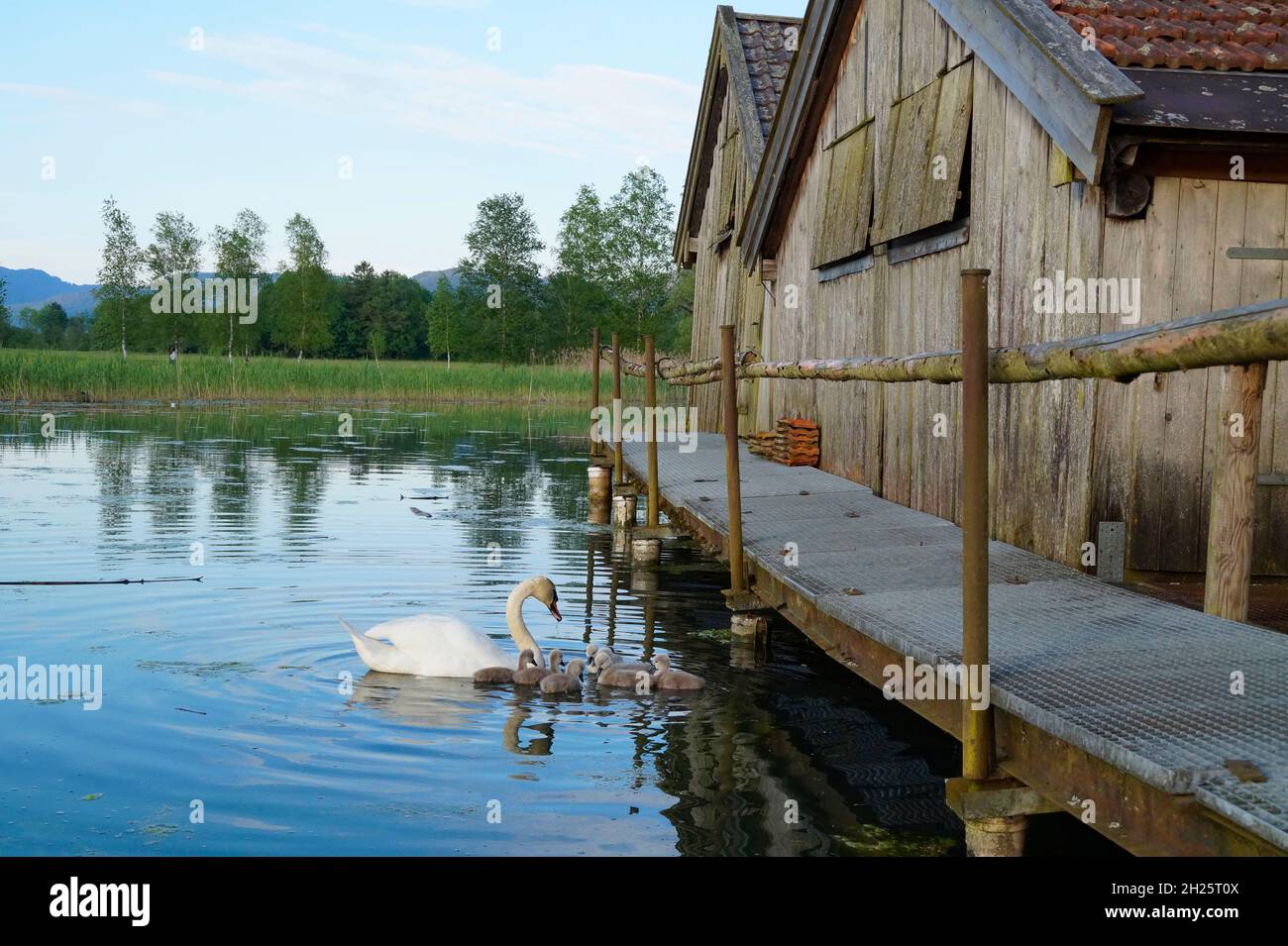 Bella vista del lago Kochelsee in Baviera con una madre cigno e i suoi pulcini grigio soffice alla ricerca di qualcosa da mangiare, ma anche le case di barca (Baviera Foto Stock