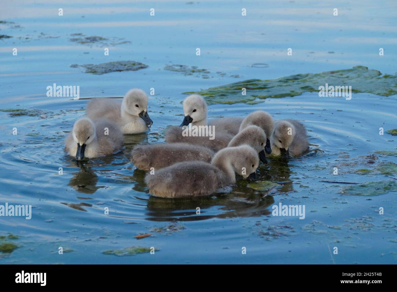 bei pulcini di cigno piccoli e soffici Foto Stock