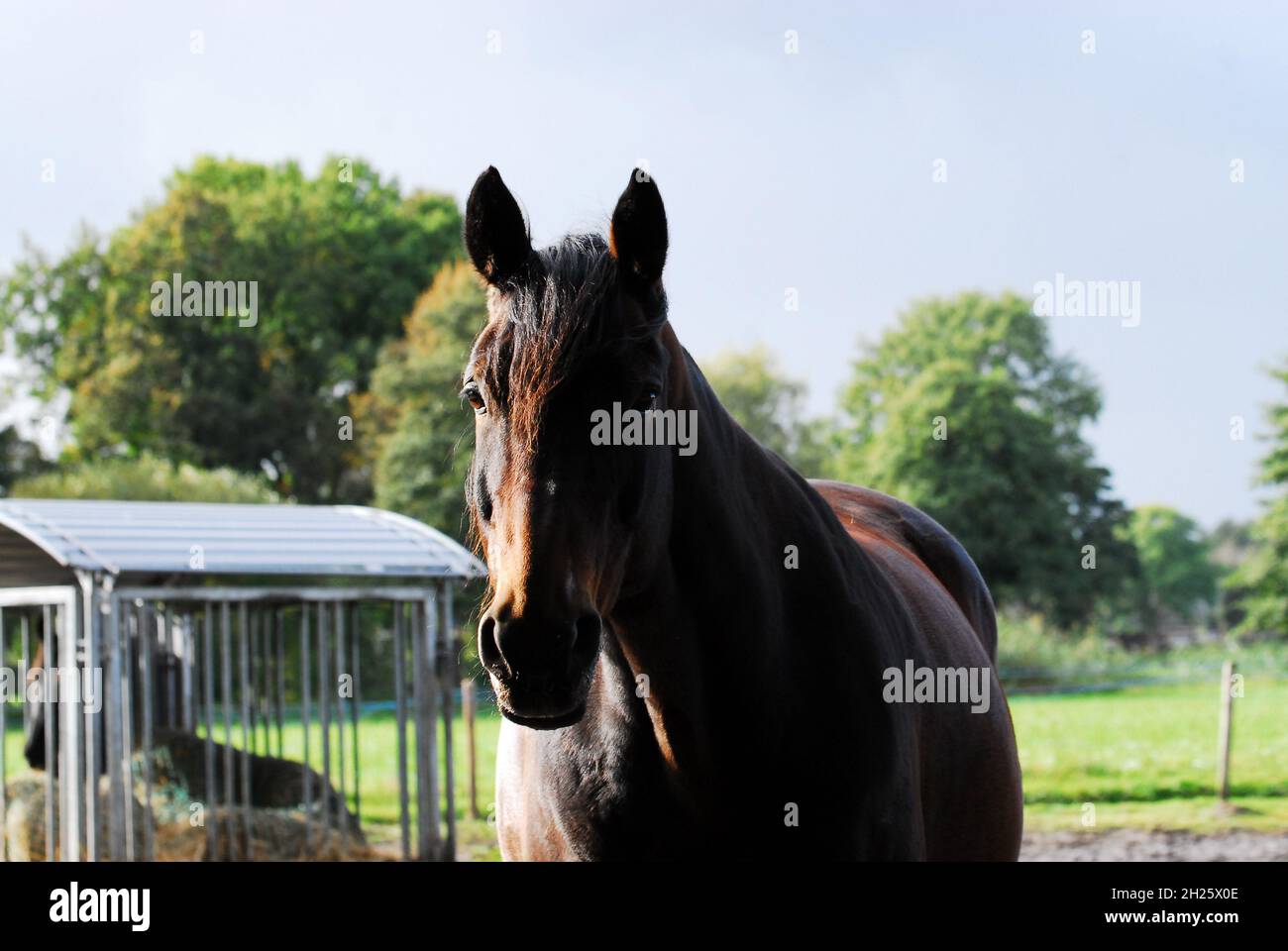 Ritratto di un cavallo marrone in piedi fuori su un paddock Foto Stock
