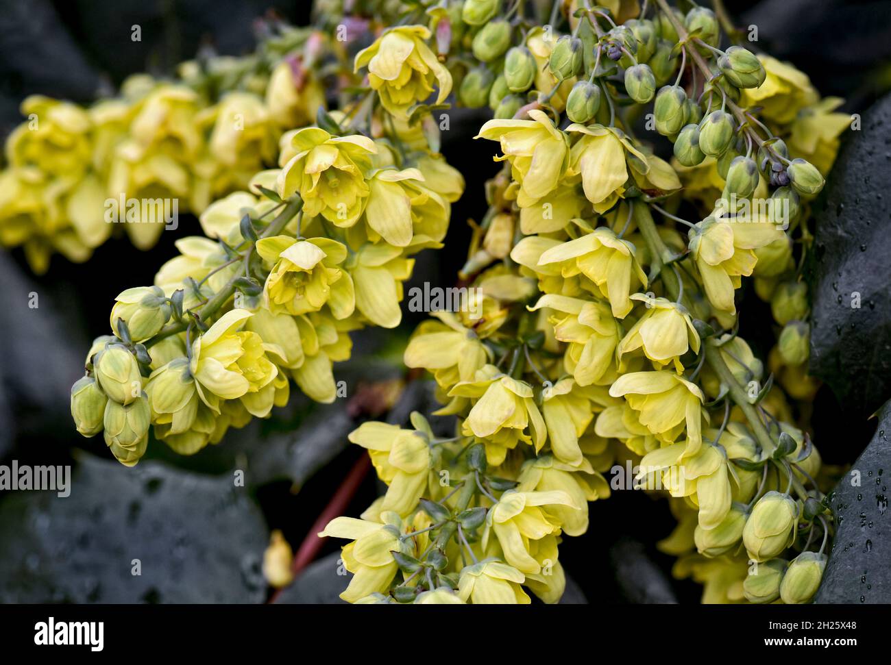 Fiori gialli di Mahonia in fiore in primavera Foto Stock