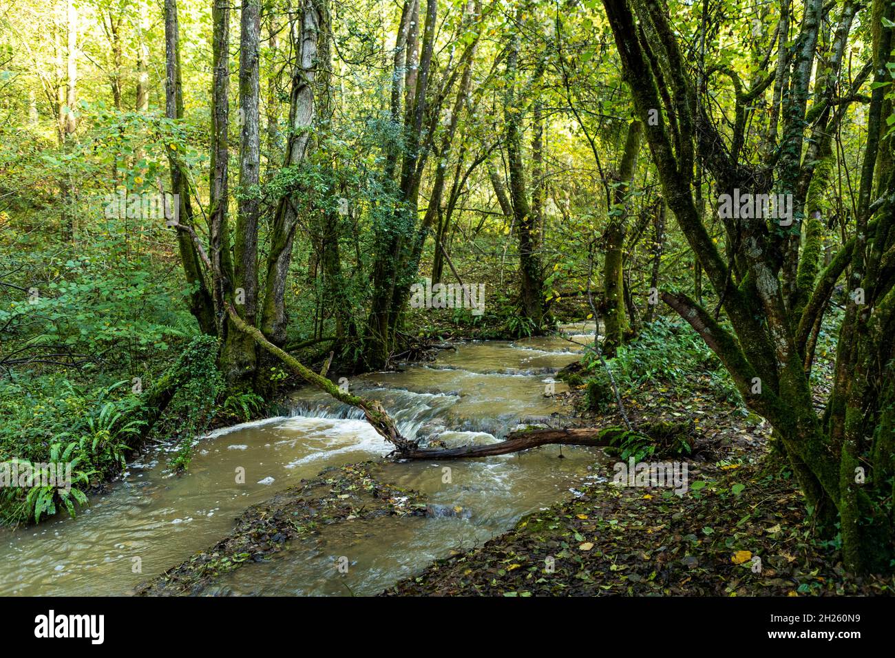 Slade Brook tufa che forma il flusso, St Briavels. Foto Stock